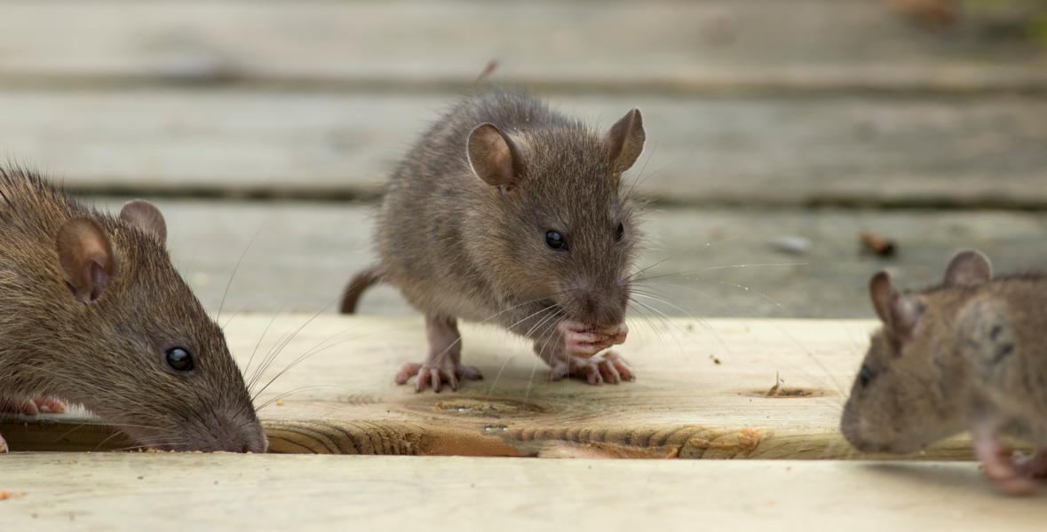 Ratten vor einem Wettbewerb