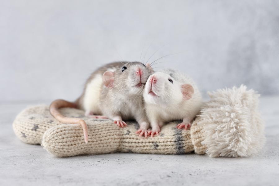 Ratten leben harmonisch zusammen als Haustiere