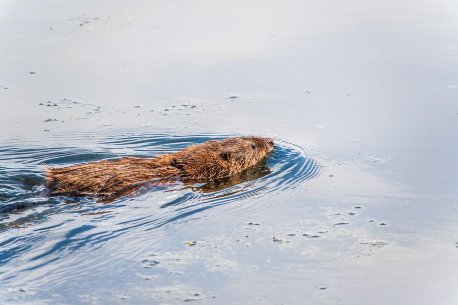 Schwimmende Ratte in der Natur