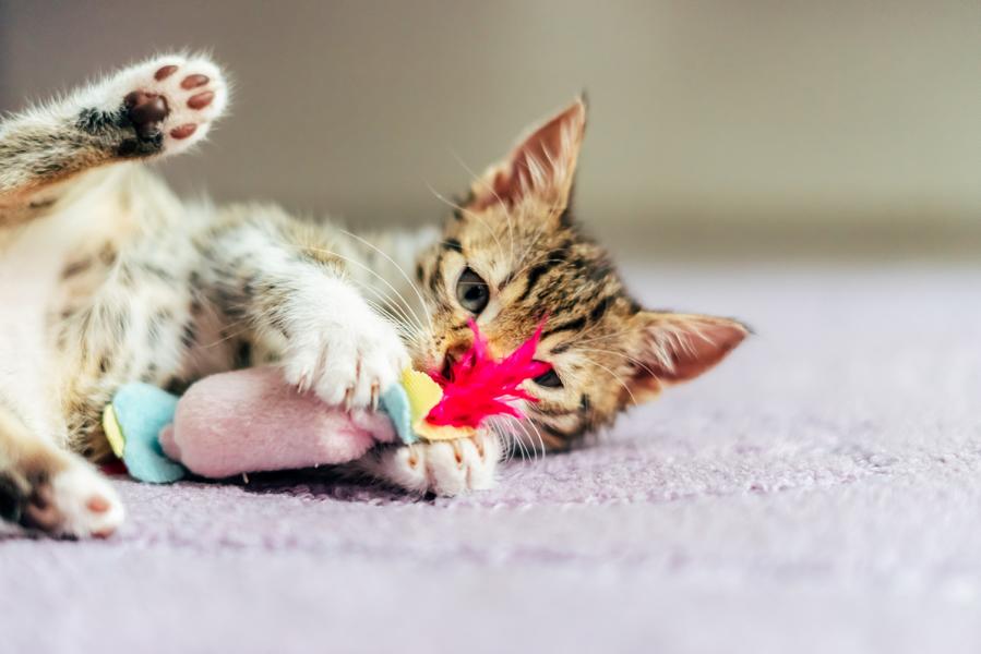 Glückliche spielende Katze