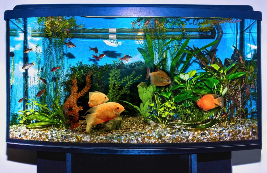 Aquarium mit zu vielen Fischen