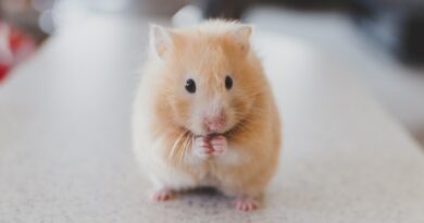 Rattenverhalten entschlüsseln: Körpersprache und Kommunikation
