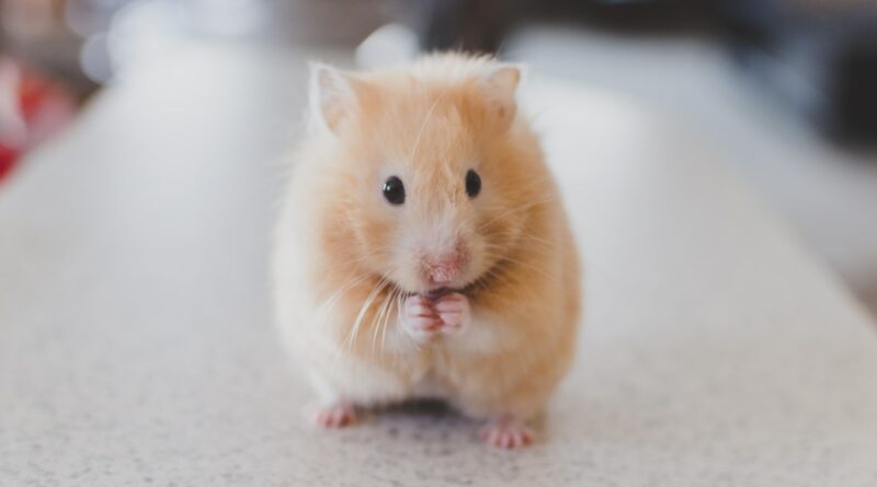 Rattenverhalten entschlüsseln: Körpersprache und Kommunikation
