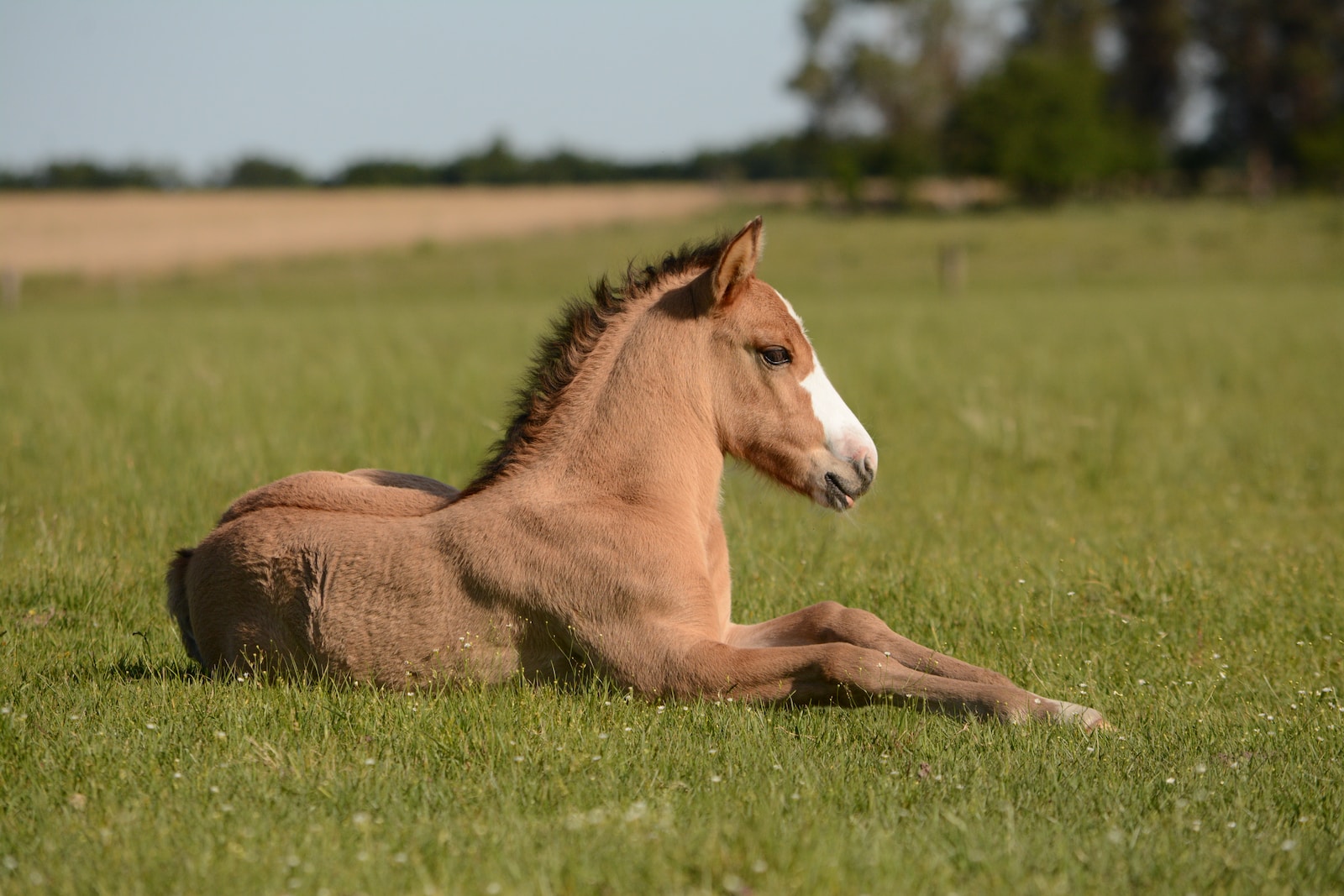 Gelassenheit finden: Wie man ein nervöses Pferd beruhigt und eine harmonische Reitbeziehung aufbaut