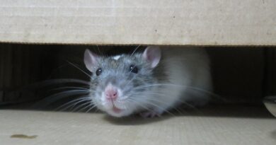 Ratten und ihre Sinne: Eine faszinierende Wahrnehmung der Welt