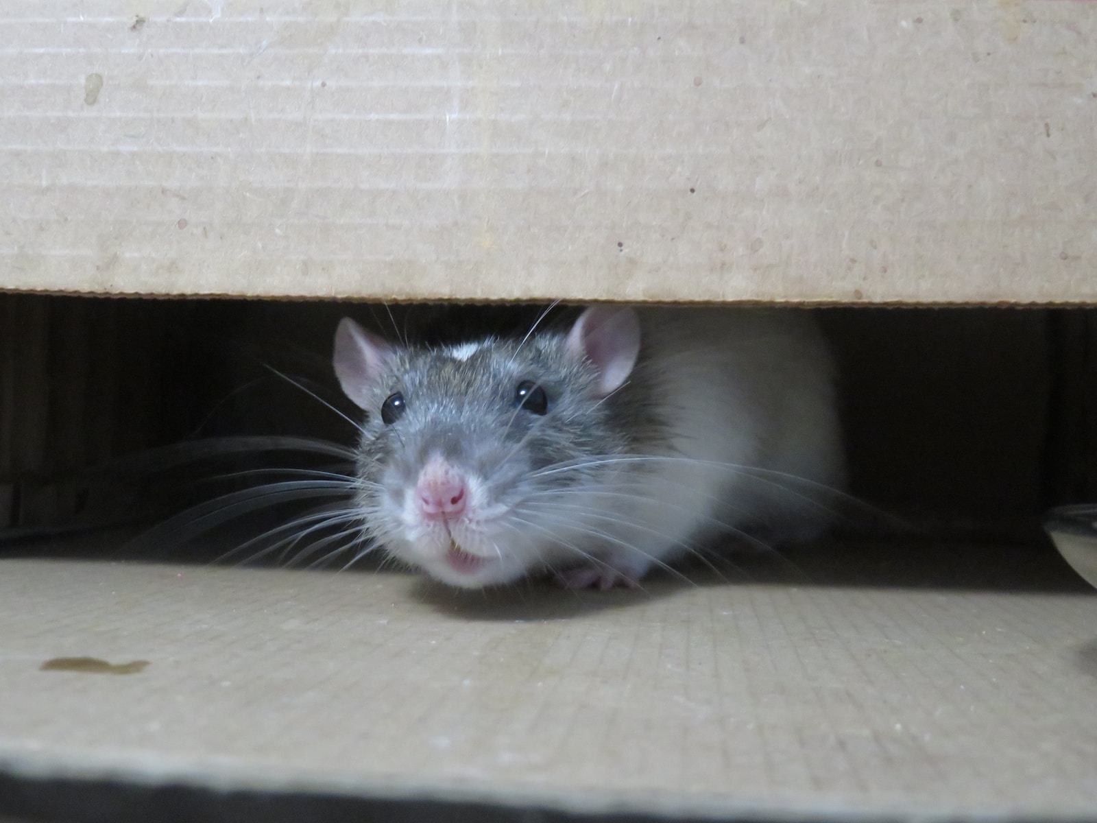 Ratten und ihre Sinne: Eine faszinierende Wahrnehmung der Welt