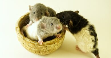 Ratten: Faszinierende Nagetiere entdecken - Einblicke in ihre Welt