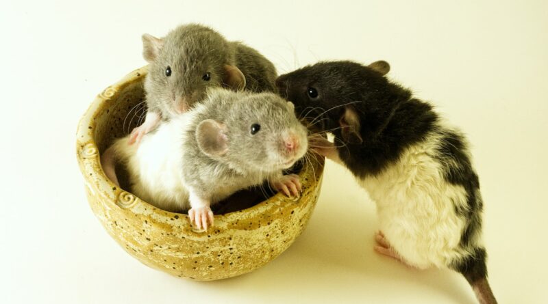 Ratten: Faszinierende Nagetiere entdecken - Einblicke in ihre Welt