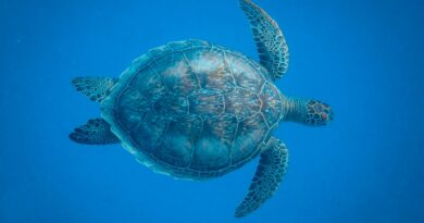 Die symbolische Bedeutung von Schildkröten: Langlebigkeit und Weisheit im Fokus
