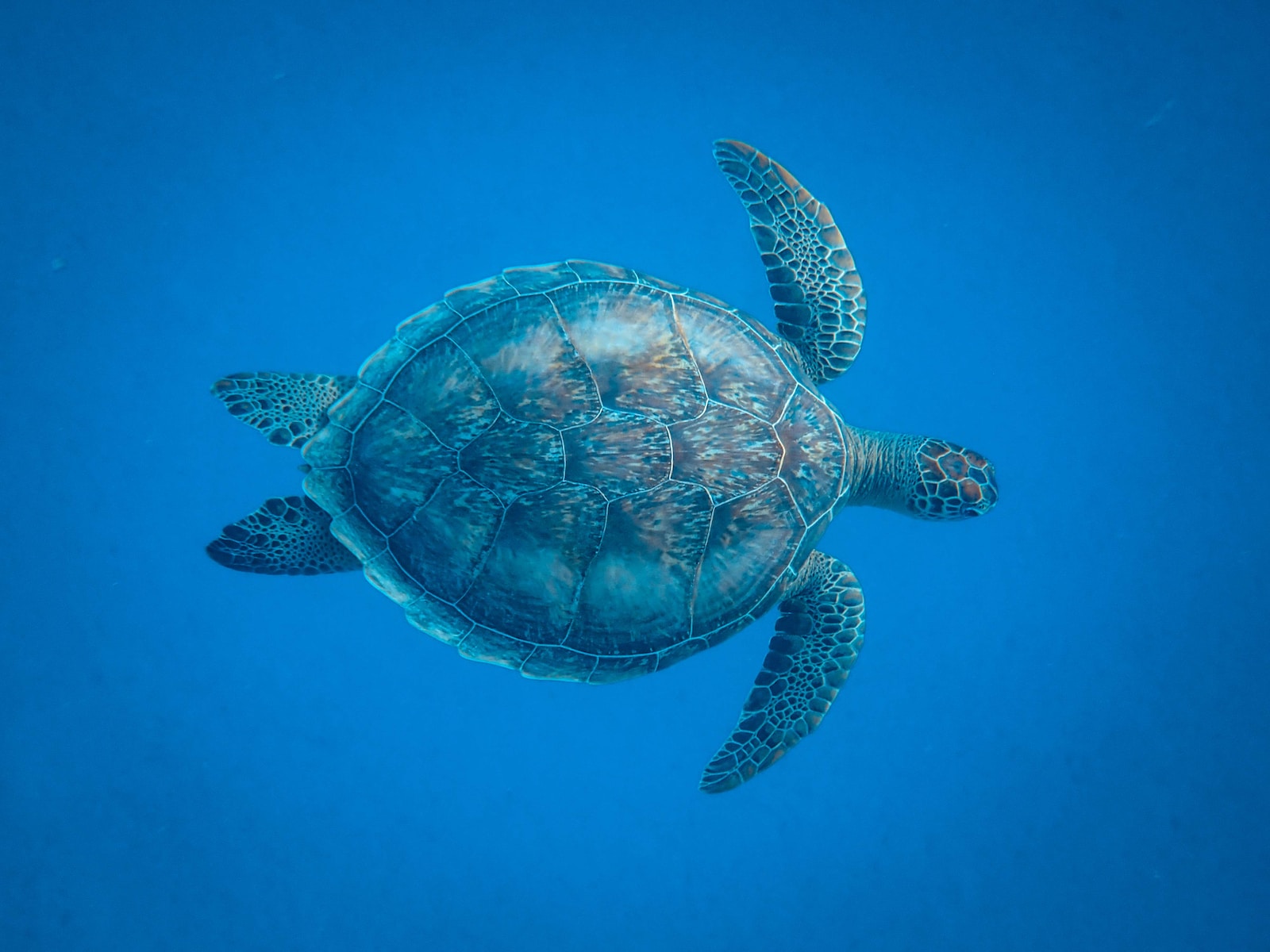 Die symbolische Bedeutung von Schildkröten: Langlebigkeit und Weisheit im Fokus