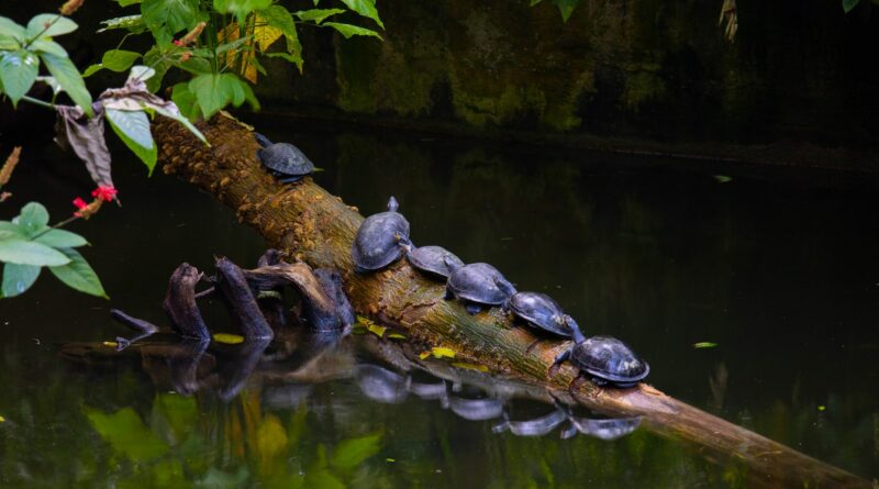 Schildkröten als Indikatoren für Umweltveränderungen: Wie sie uns helfen, die Natur im Wandel zu verstehen