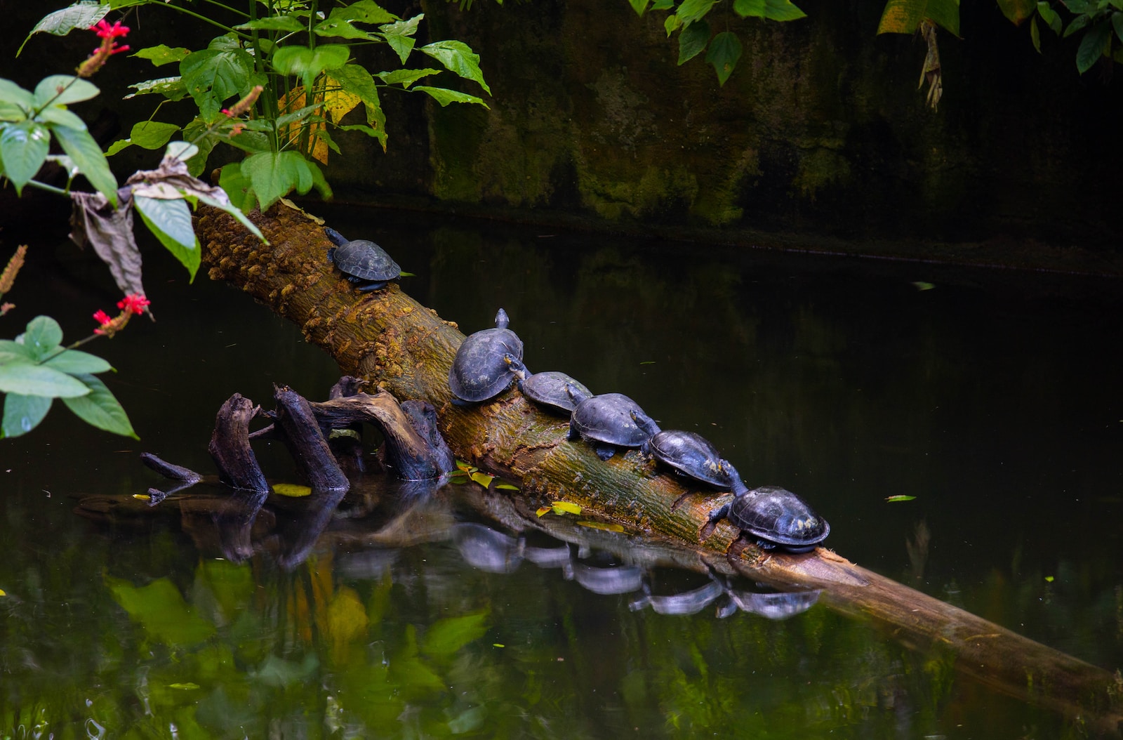Schildkröten als Indikatoren für Umweltveränderungen: Wie sie uns helfen, die Natur im Wandel zu verstehen