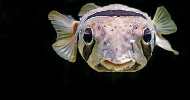 Alles über die Atmung von Fischen: Wie Fische atmen und sich unter Wasser anpassen