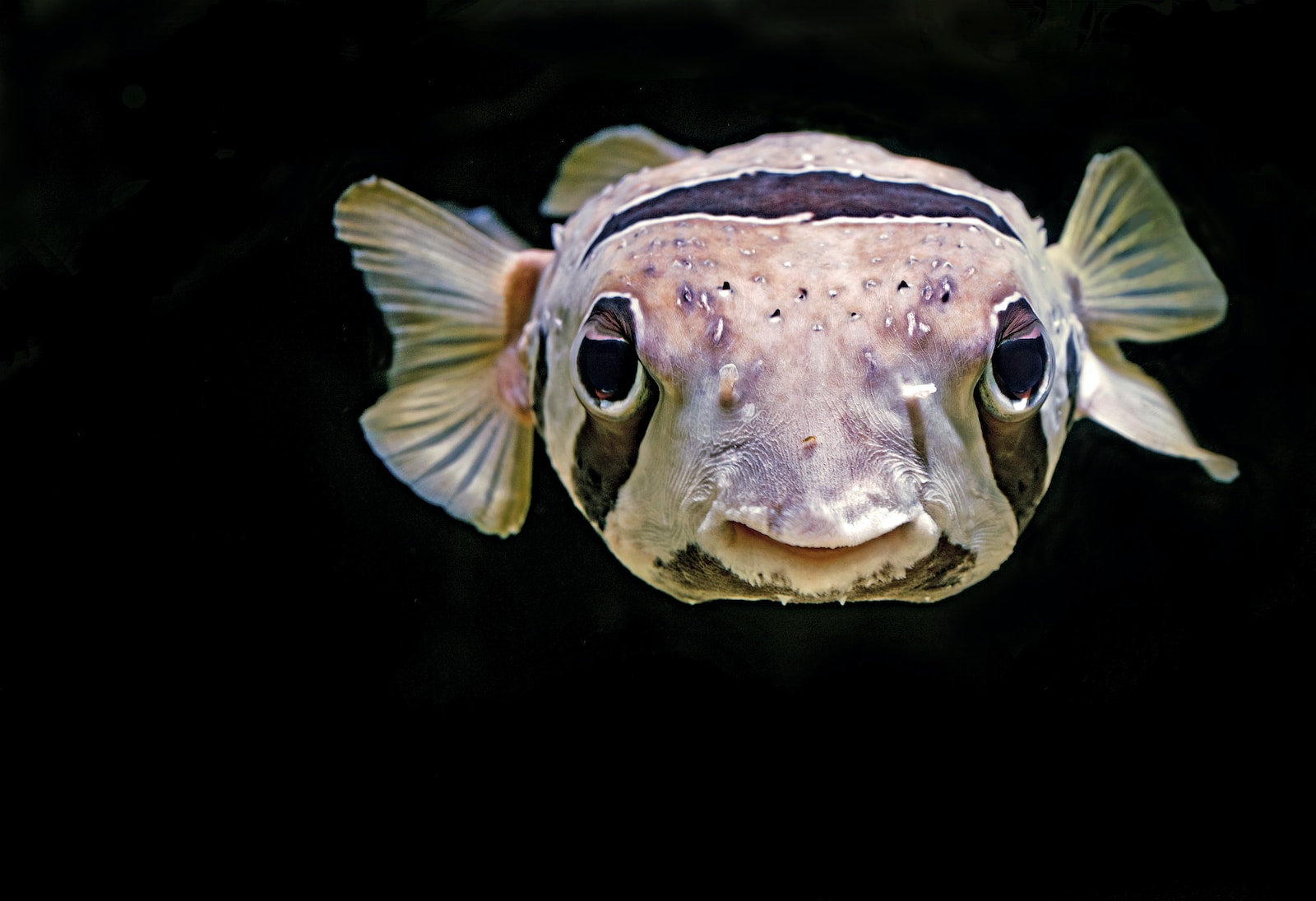 Alles über die Atmung von Fischen: Wie Fische atmen und sich unter Wasser anpassen