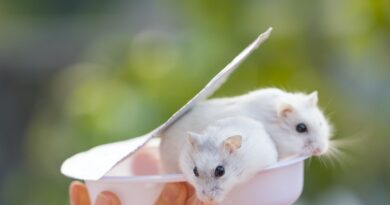Ratten als Haustiere: Die ideale Wahl für Nagerliebhaber