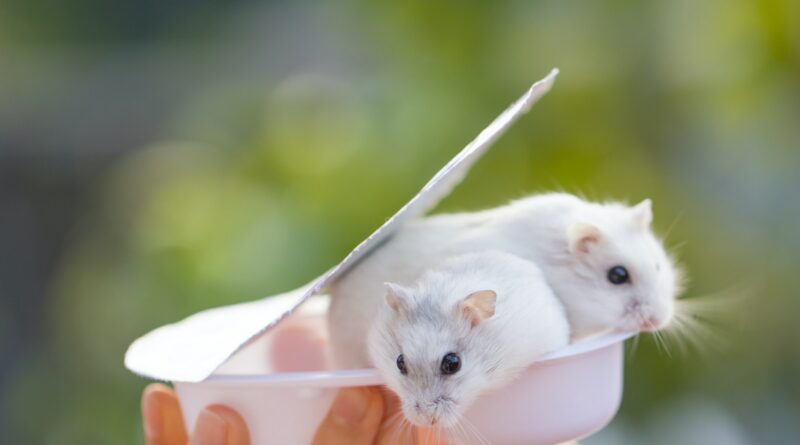 Ratten als Haustiere: Die ideale Wahl für Nagerliebhaber