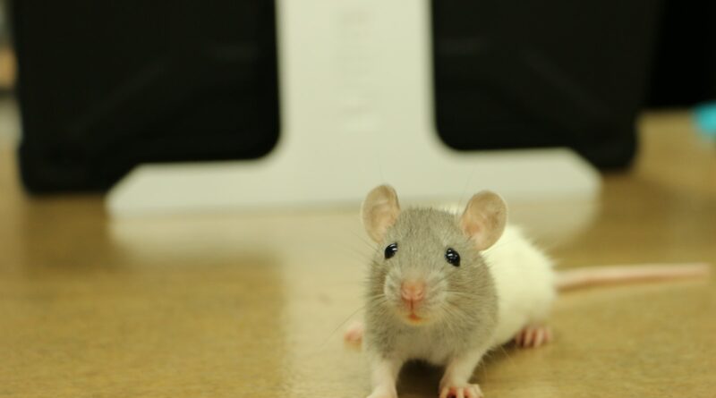 Rattenpflege: Ein Leitfaden für eine gesunde Hygiene