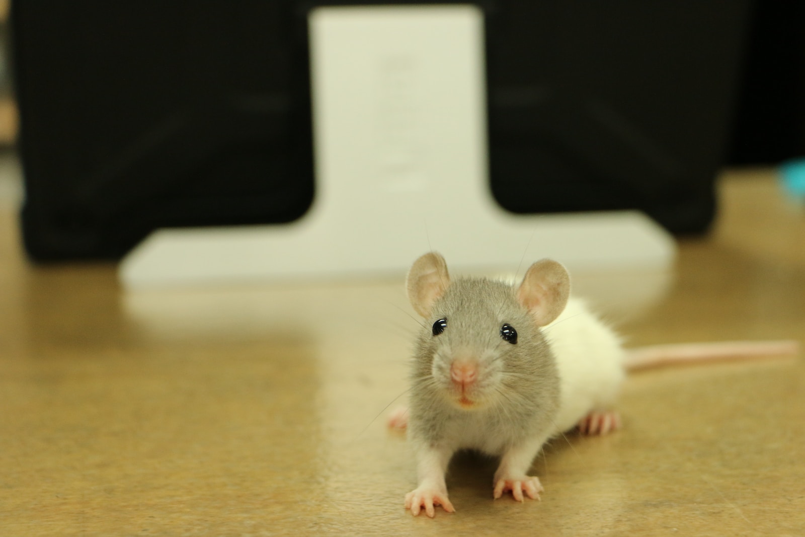 Rattenpflege: Ein Leitfaden für eine gesunde Hygiene