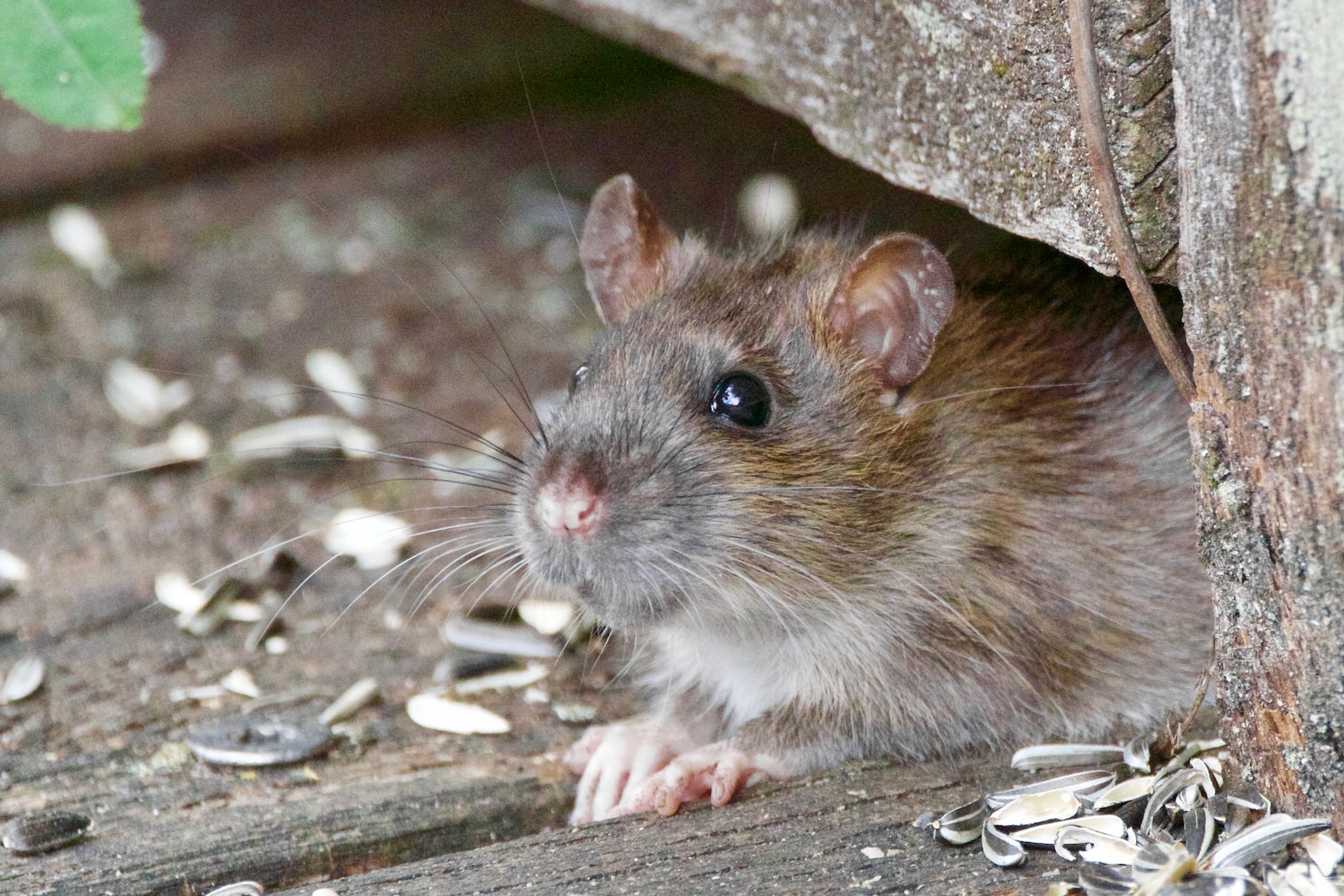 Ratten und Psychologie: Ihre Bedeutung in Verhaltensstudien