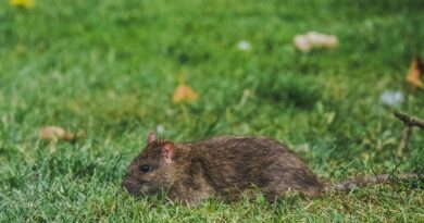 Die erstaunliche Anpassungsfähigkeit von Ratten an urbane Lebensräume