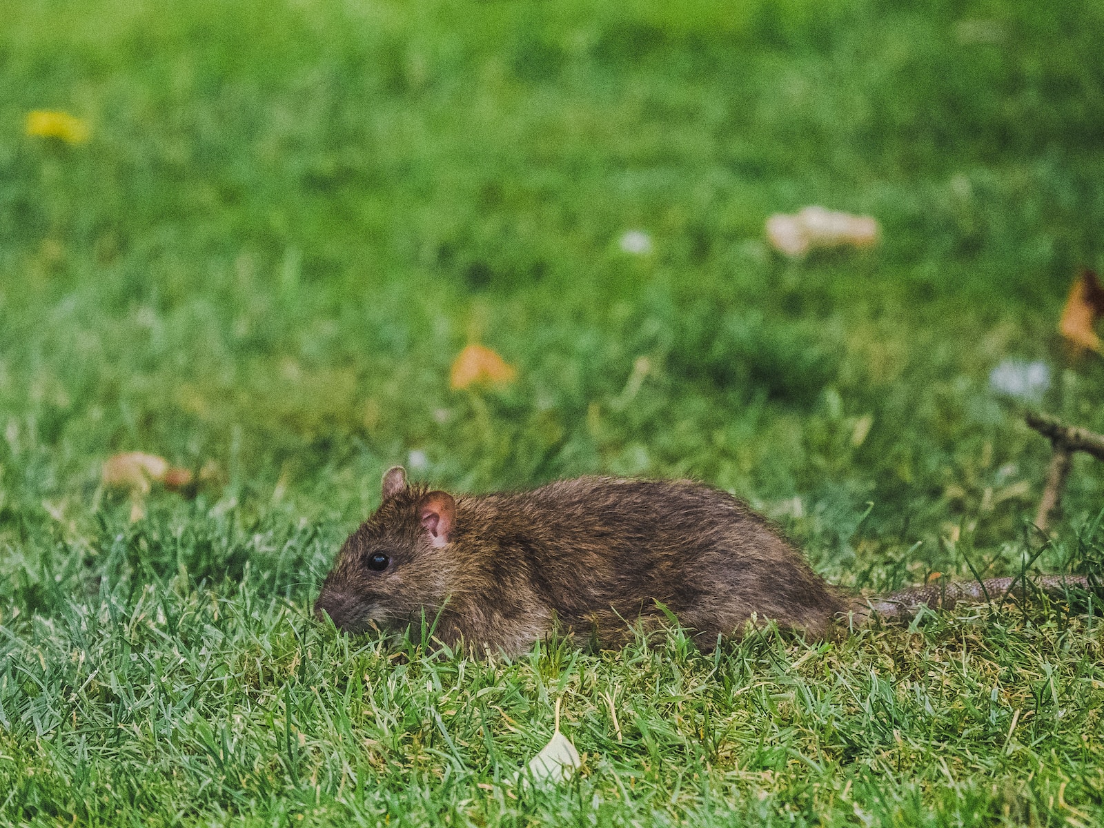 Die erstaunliche Anpassungsfähigkeit von Ratten an urbane Lebensräume