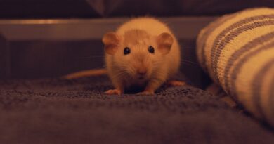 Ratten als Haustherapeuten: Ihre beruhigende Wirkung auf den Menschen