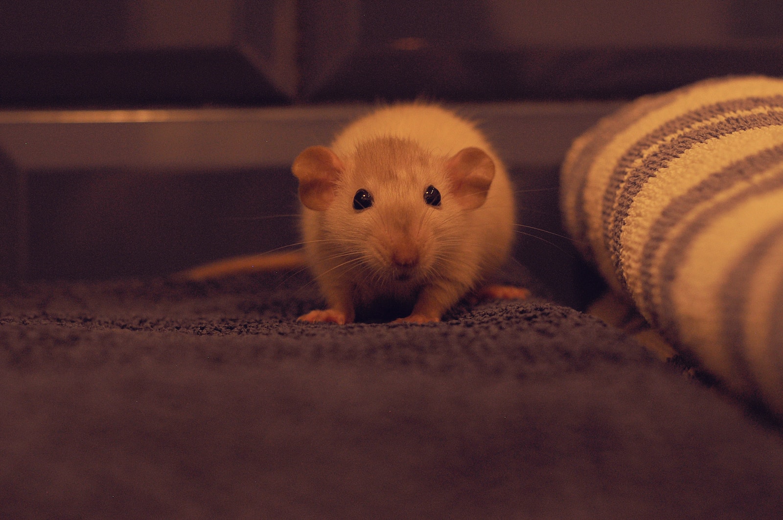 Ratten als Haustherapeuten: Ihre beruhigende Wirkung auf den Menschen