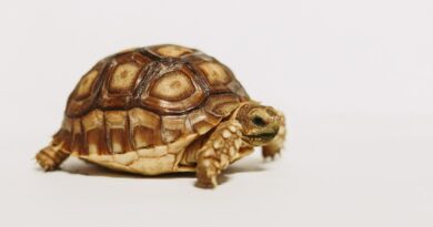 Die faszinierende Welt der Schildkröten: Eine Verbindung zwischen Land und Wasser