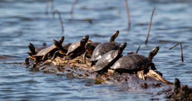 Die faszinierende Reise der Schildkröten: Migration und Wanderungen