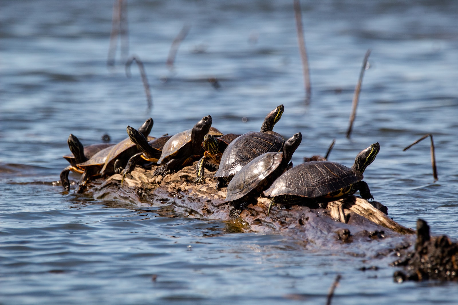 Die faszinierende Reise der Schildkröten: Migration und Wanderungen