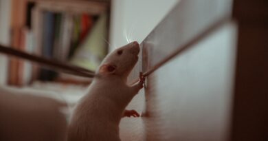 Ratten als Helden: Ihre außergewöhnlichen Leistungen
