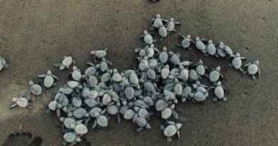 Einzigartige Fortbewegungsmethoden von Schildkröten: Erforschen Sie ihre faszinierende Welt