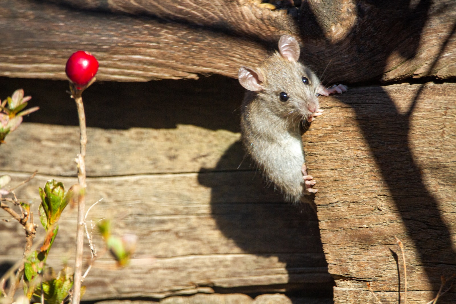 Ratten und andere Haustiere: Sozialisation und Zusammenführung