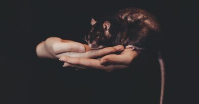 Ratten und Kinder: Ein harmonisches Miteinander fördern