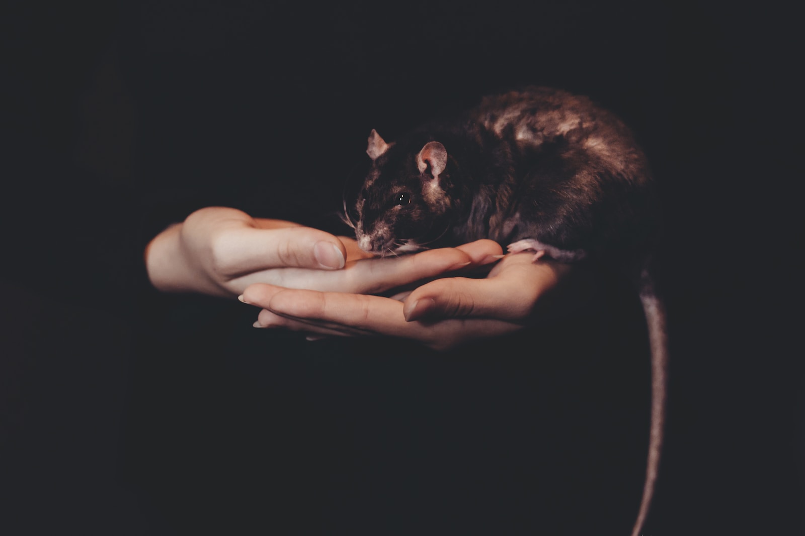 Ratten und Kinder: Ein harmonisches Miteinander fördern
