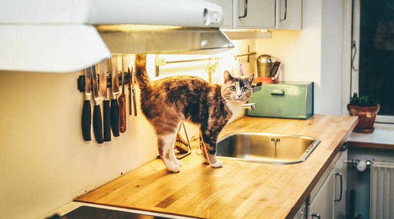 Küchentheken-Tango: Tipps und Tricks, um deine Katze fernzuhalten