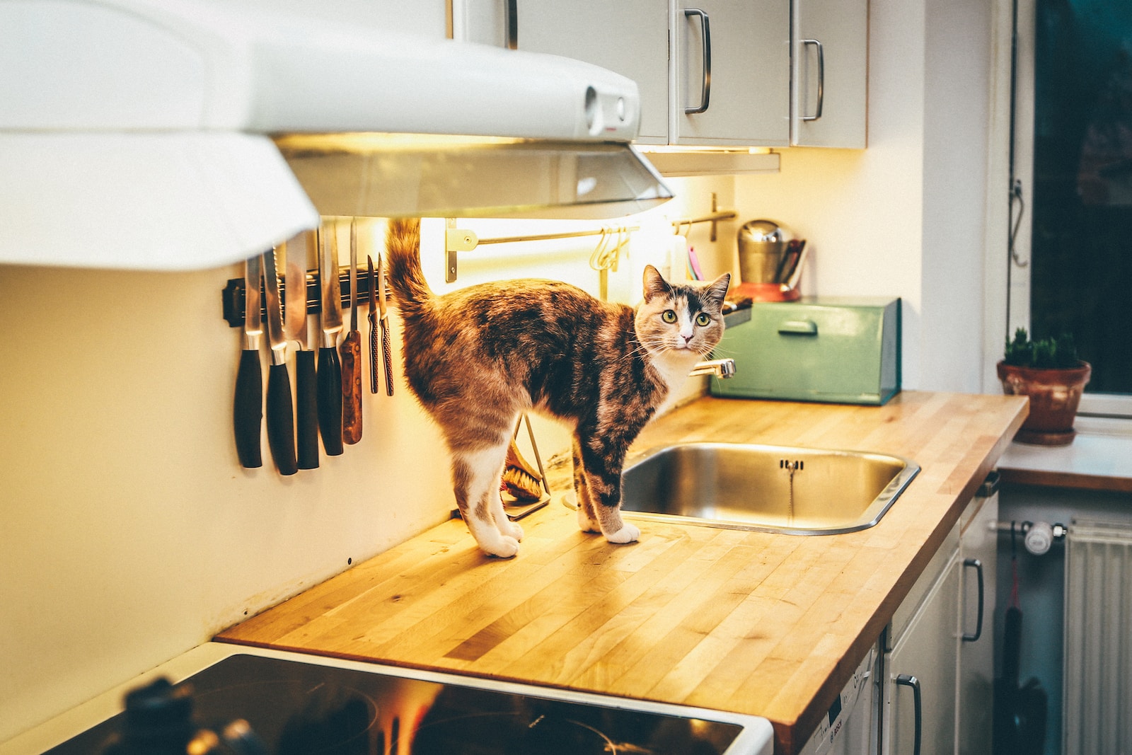 Küchentheken-Tango: Tipps und Tricks, um deine Katze fernzuhalten