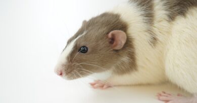 Rattenhaltung: Tipps und Tricks für ein glückliches Heim