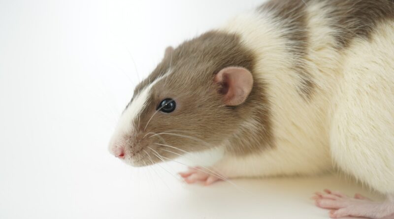 Rattenhaltung: Tipps und Tricks für ein glückliches Heim