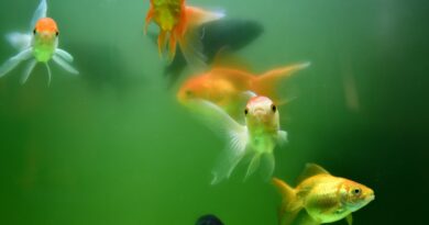 Effektive Schneckenbekämpfung im Aquarium: Welche Fische eignen sich?