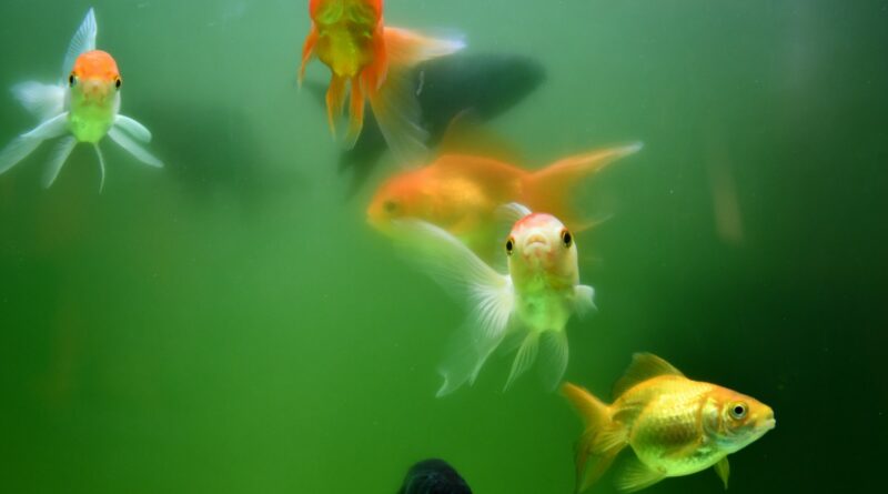 Effektive Schneckenbekämpfung im Aquarium: Welche Fische eignen sich?