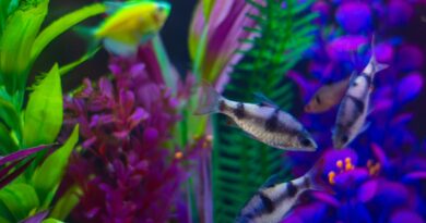 Die besten Fische für die Dekoration von Büroaquarien: Farbenfrohe Unterwasserwelten für das Arbeitsumfeld
