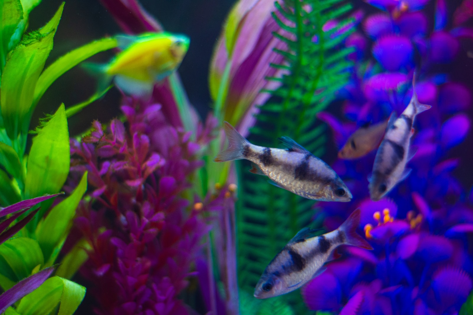 Die besten Fische für die Dekoration von Büroaquarien: Farbenfrohe Unterwasserwelten für das Arbeitsumfeld