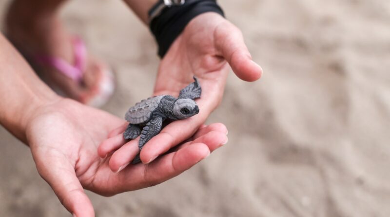 Schildkröten als Forschungsobjekte: Neue Erkenntnisse über das Tierreich