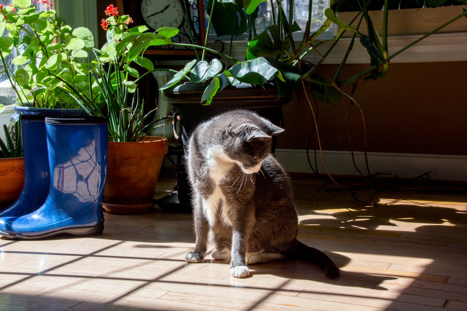 Zimmerpflanzen und Katzen: Eine sichere Pflanzenauswahl für dein Zuhause