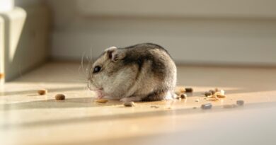 Die Bedeutung einer ausgewogenen Ernährung für glückliche Ratten