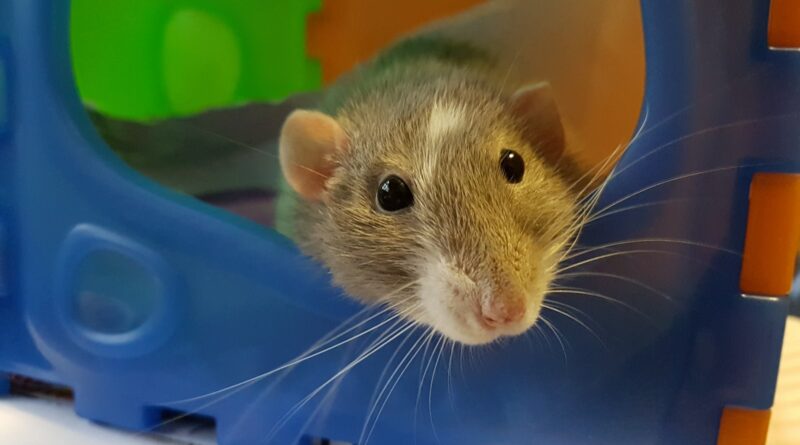Interessante Fakten über Ratten, die du vielleicht nicht kennst