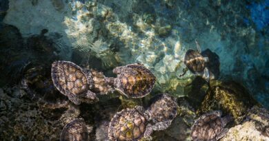 Das Wunder der Fortpflanzung bei Schildkröten: Ein faszinierender Einblick in ihre Lebensweise