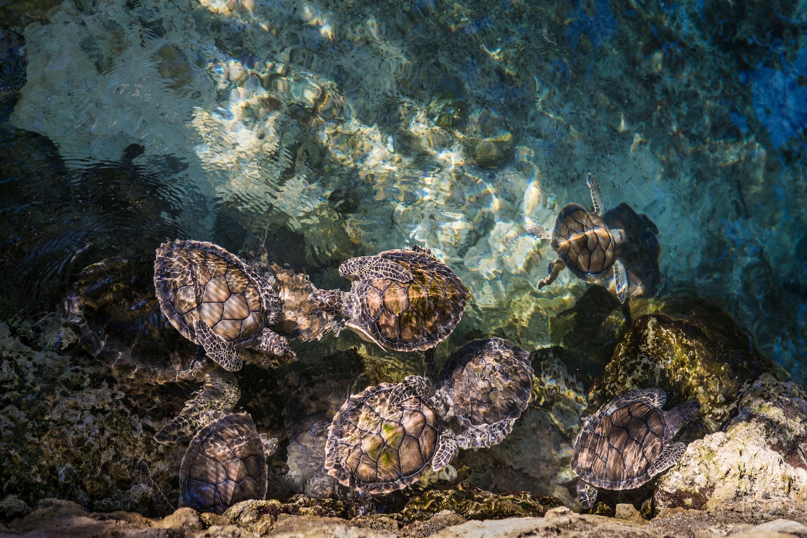 Das Wunder der Fortpflanzung bei Schildkröten: Ein faszinierender Einblick in ihre Lebensweise