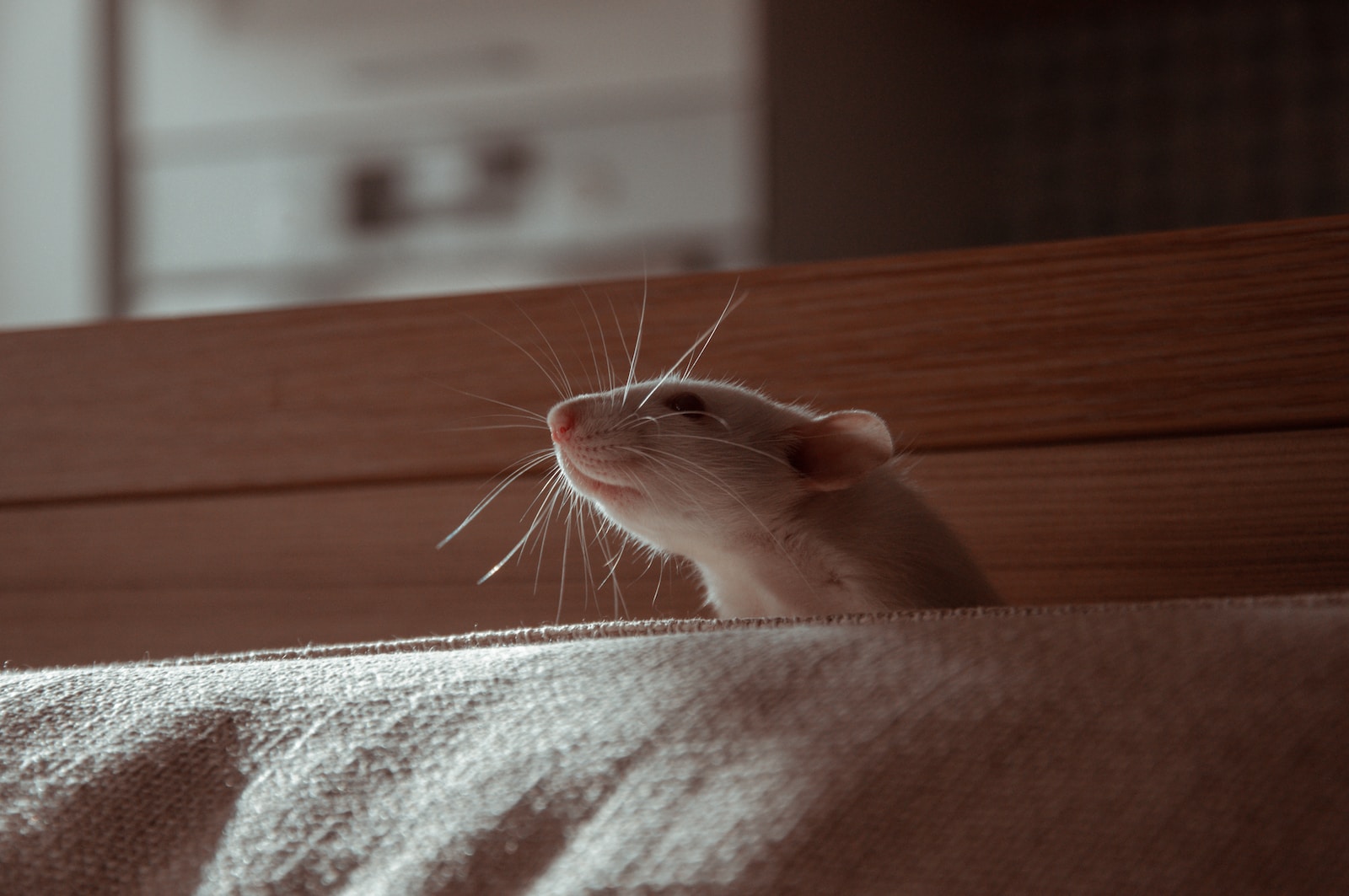 Gesundheitsvorsorge für Ratten: Ein umfassender Leitfaden für liebevolle Besitzer